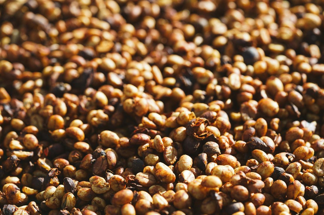 ¿Qué Es el Proceso Honey y Por Qué Revoluciona el Sabor del Café?