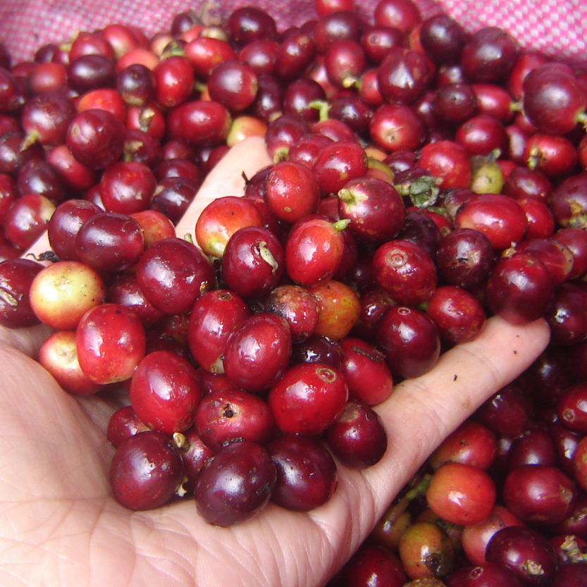 Café Huicicila Nayarit