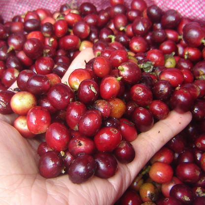 Café Huicicila Nayarit