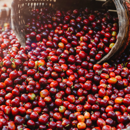Oaxaca Natural Coffee