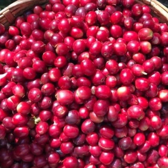 Café San Cristóbal